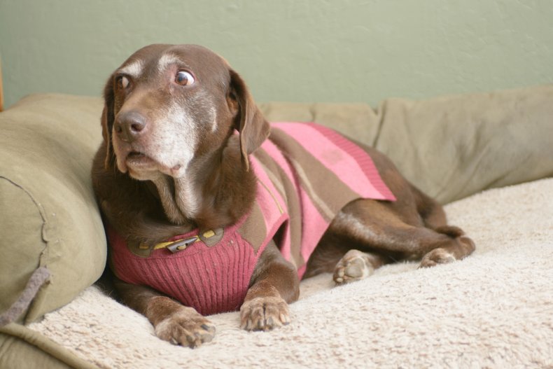 Dog health problems could be CBD oil