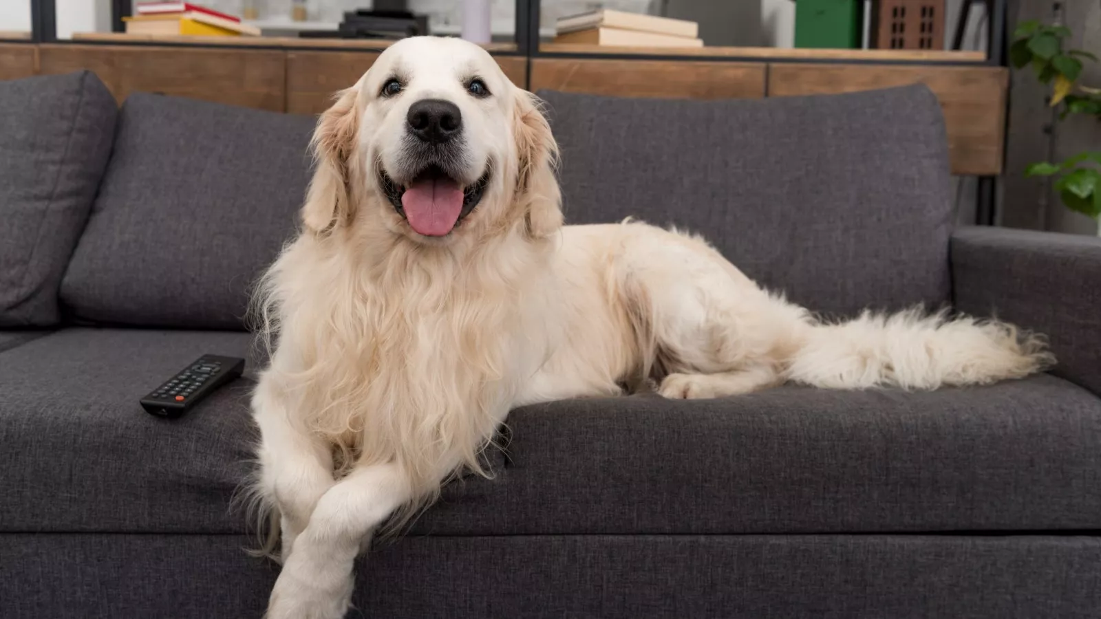Clingy Golden Retriever Follows Sick Owner Around in Funny Viral Video Clingy Golden Retriever Follows Sick Owner Around in Funny Viral Video