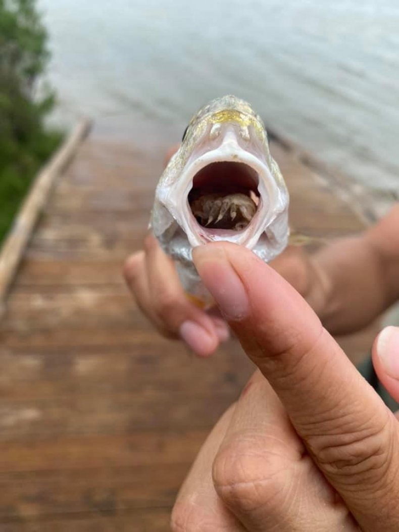 Parasite in fish mouth