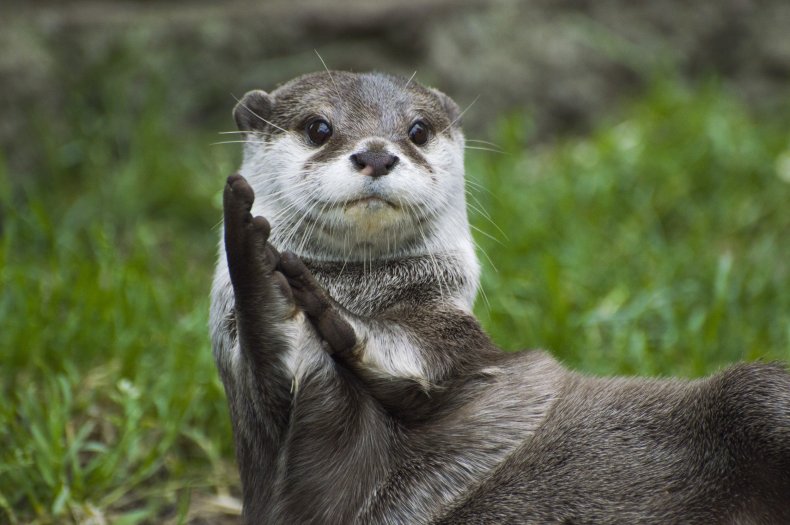 File photo of an otter.