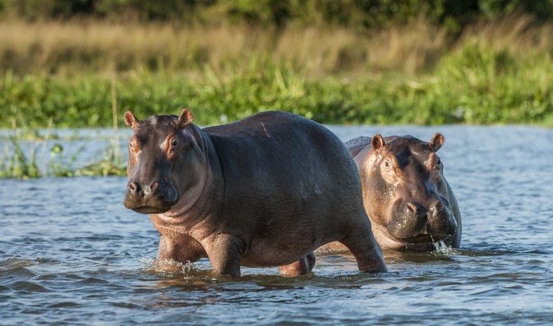 Pablo Escobar's Hippos Historic Court Ruling
