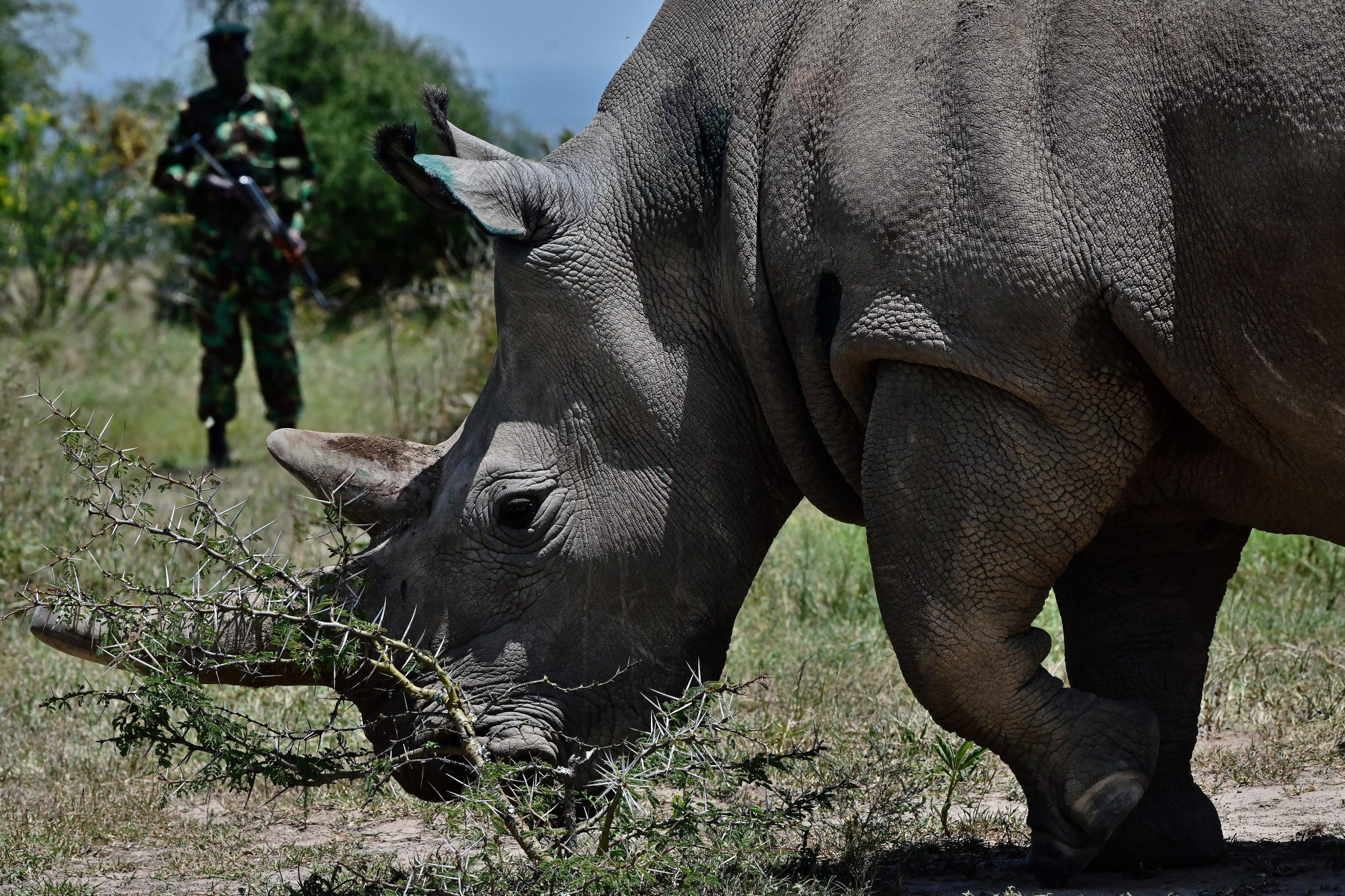 Single Rhino Tasked With Saving Entire Subspecies From Extinction