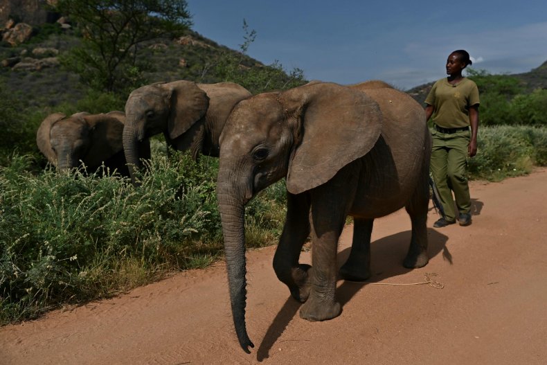 elephants
