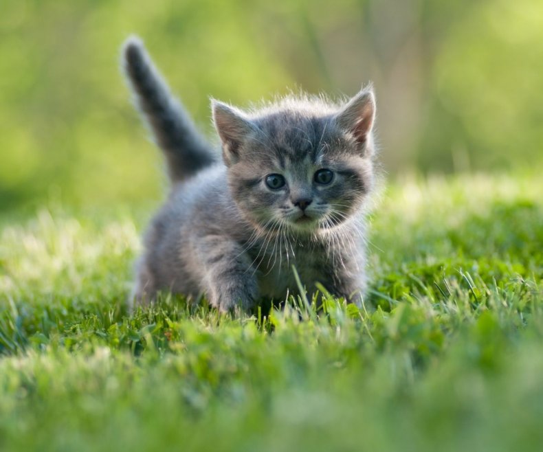 Stock image of a kitten