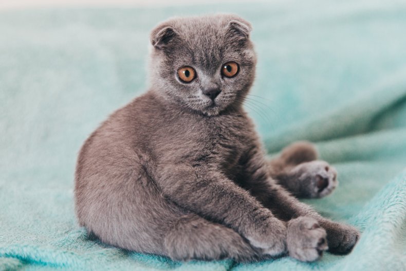 A Scottish Fold kitten