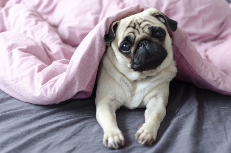 A pug dog
