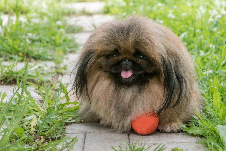 A Pekingese dog