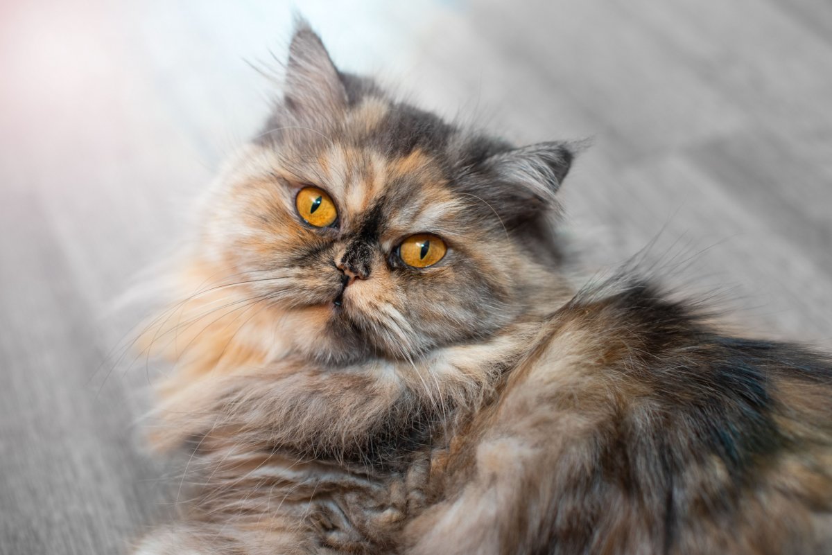 A Persian cat.