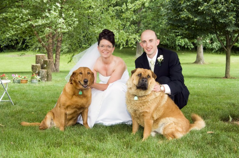 A wedding couple and their dogs.
