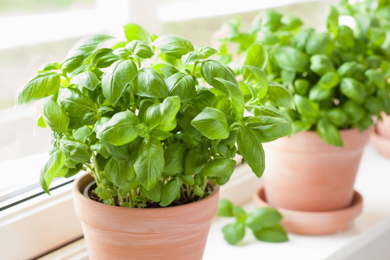 Fresh basil plants seen in pots.