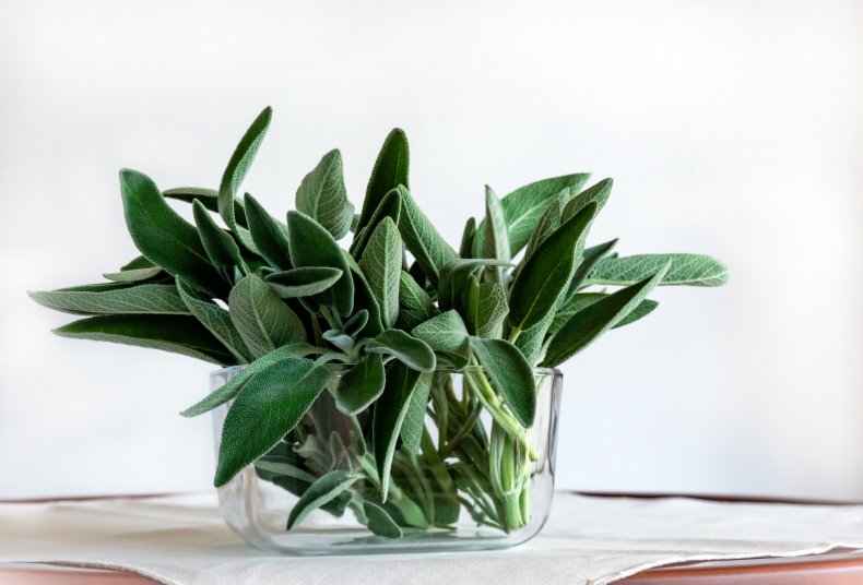 Sage leaves in a glass pot.