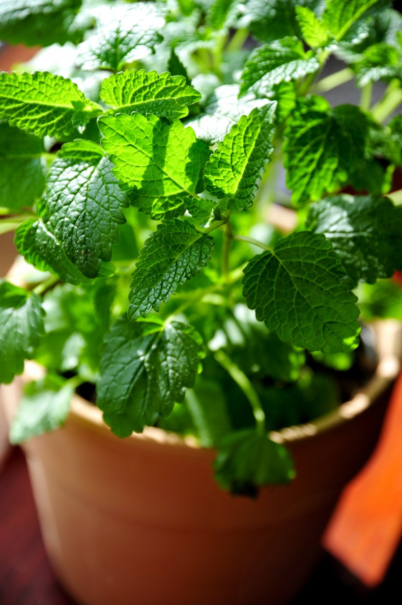 A lemon balm plant in pot.