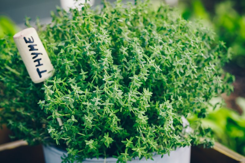 A pot of fresh thyme.