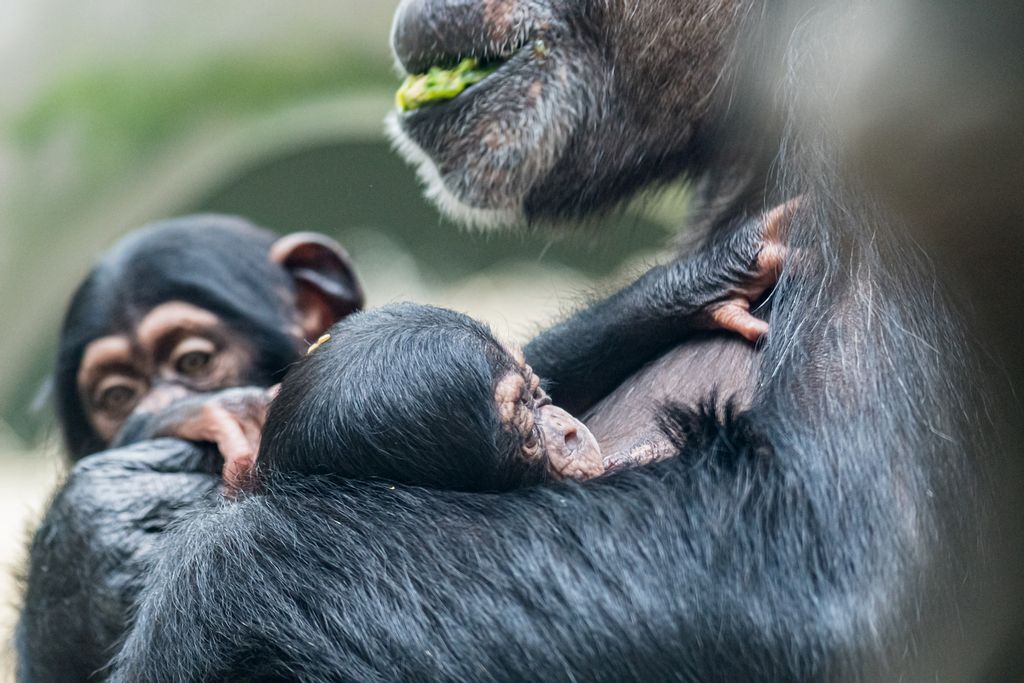 Adorable Video Shows Newborn Baby Chimp Adopted By Aunt After Mom’s Mystery Illness