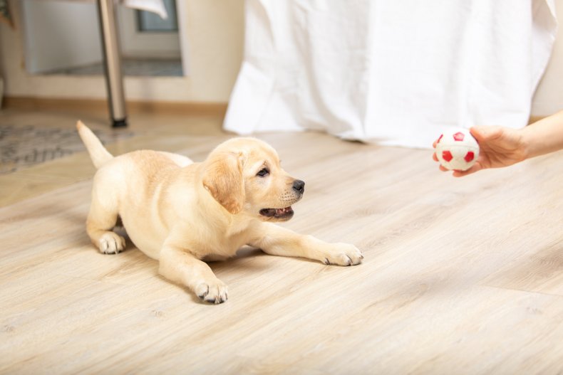 A labrador puppy looking at ball toy.