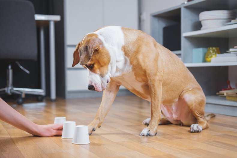 A dog in a training session.