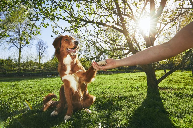 A dog holding its paw out.