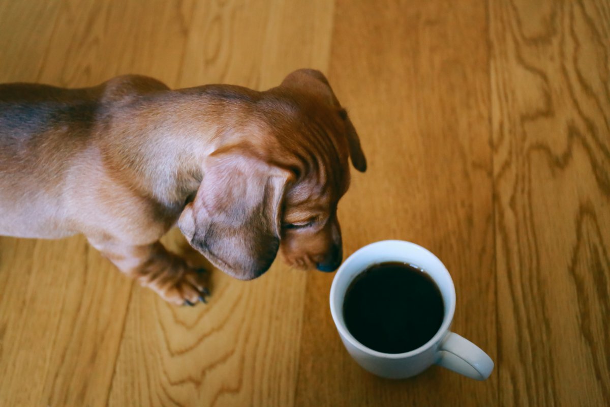 Dog and coffee mug