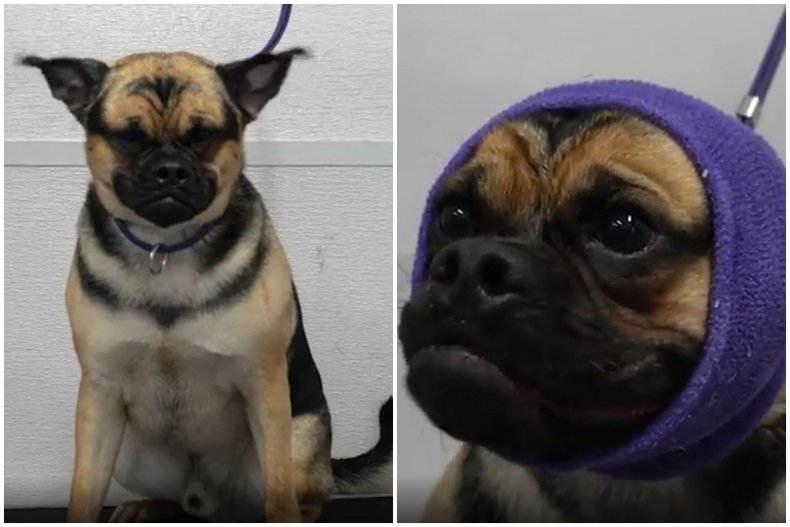 Screengrabs from @girlwithedogs' video. 