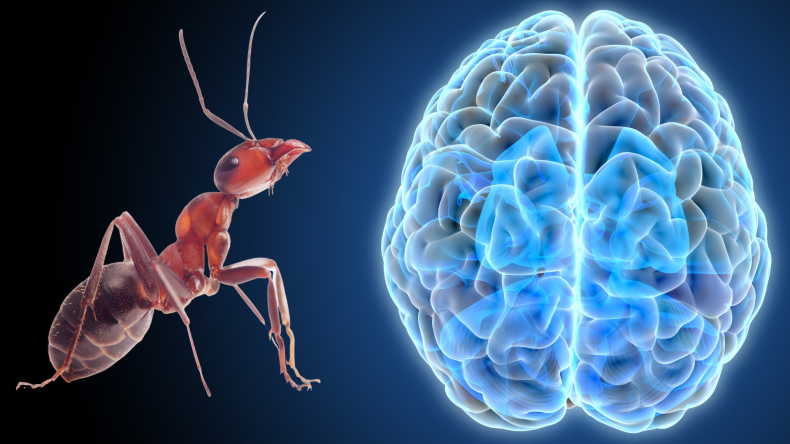 Ant and Brain
