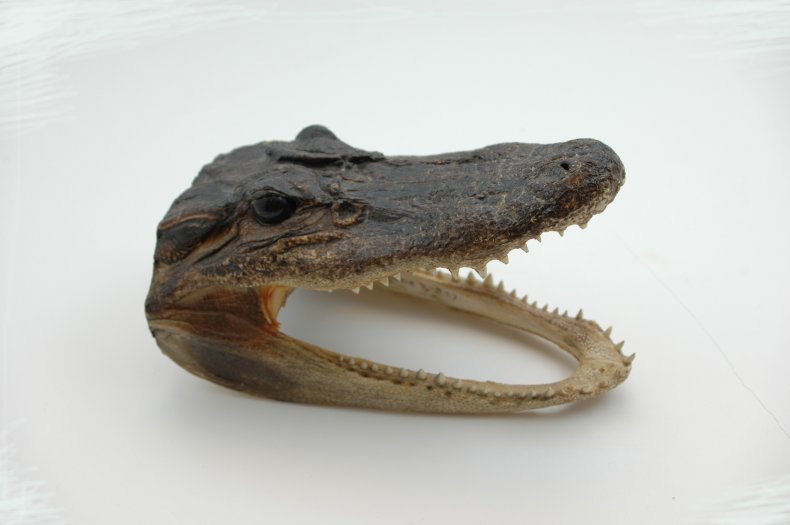 Preserved alligator heads went up for sale