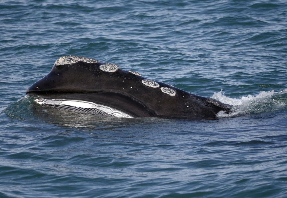 Preliminary Numbers Show Nearly 10 Percent Decrease in North Atlantic Right Whales