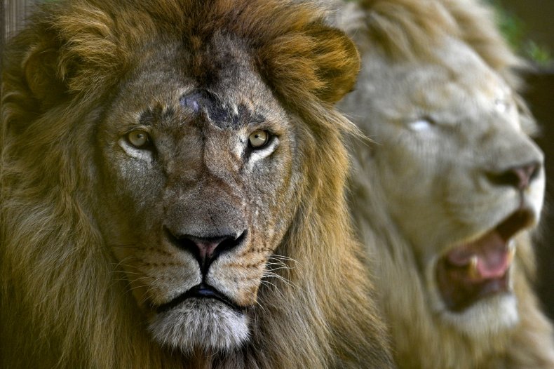 Lions