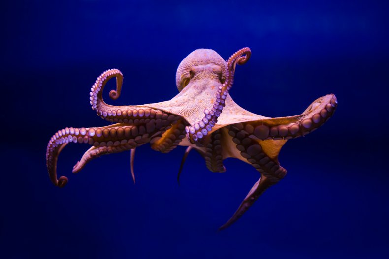 stock octopus