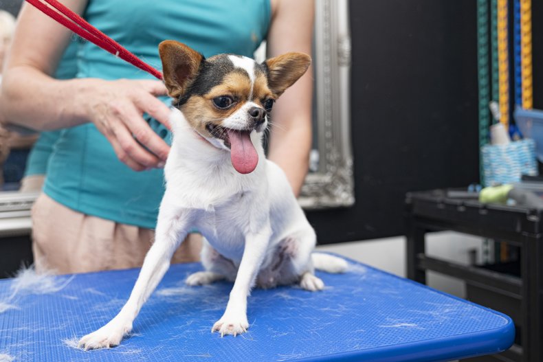 Chihuahua being groomed