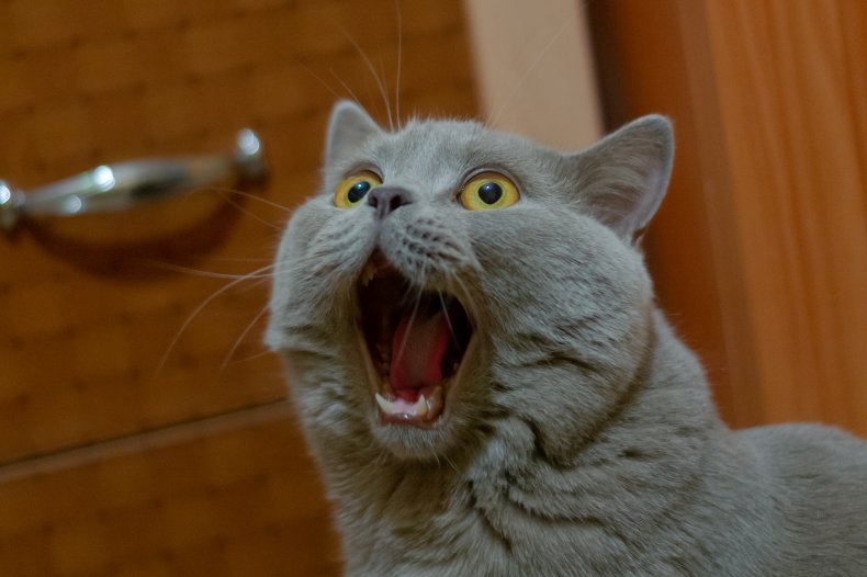 A cat with its mouth open