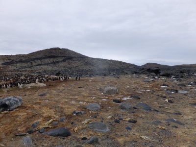 penguin graveyard