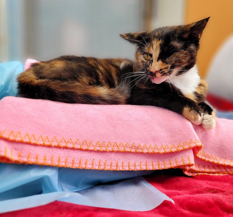 Trudie the cat has found a home.