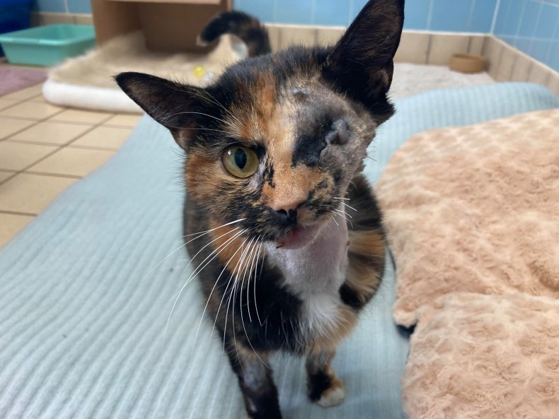 Trudie the Cat has found a home.