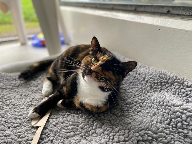 Trudie the Cat has found a home.