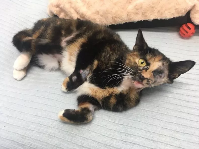 Cat Hit By a Car Finds Forever Home