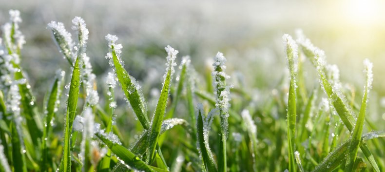 Ice crystals seen on grass.