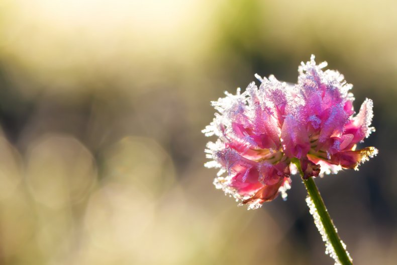 A flower covered in frost.