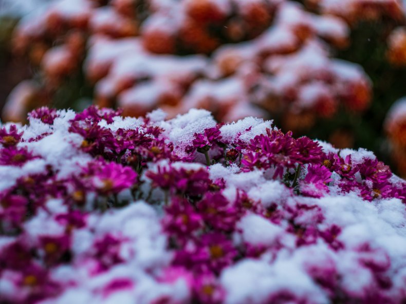 Red chrysanthemums covered in fresh snow.