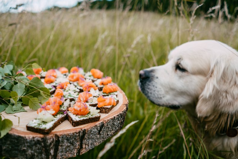 A dog staring at salmon appetizers. 