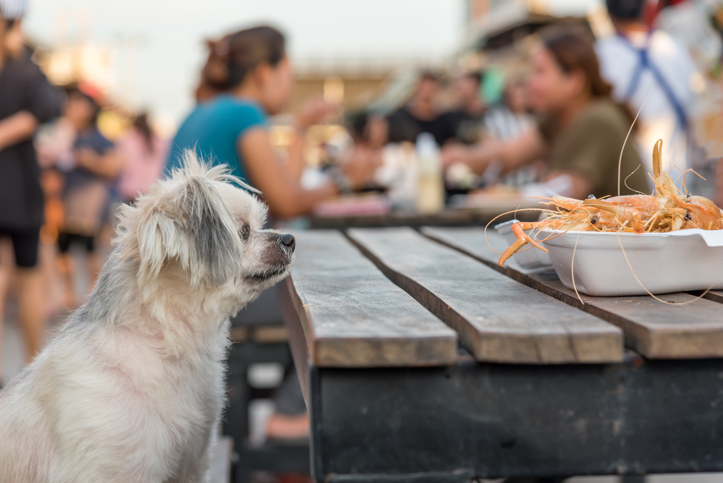 Dogs and cheap shrimp