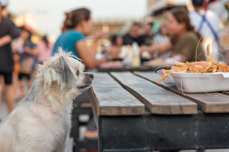 A dog looking at plate of shrimp.