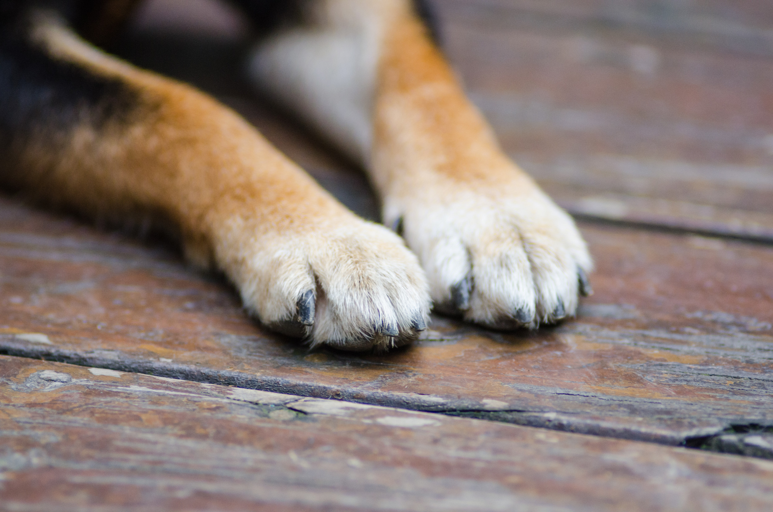 Seven Puppies Dying in Hot Weather Sees California Animal Shelter Staff Charged