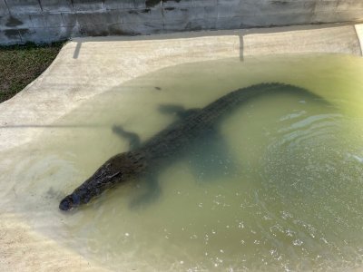 crocodile crocodile