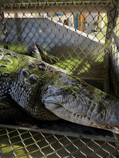 crocodile crocodile