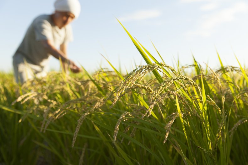 High-Yield Rice