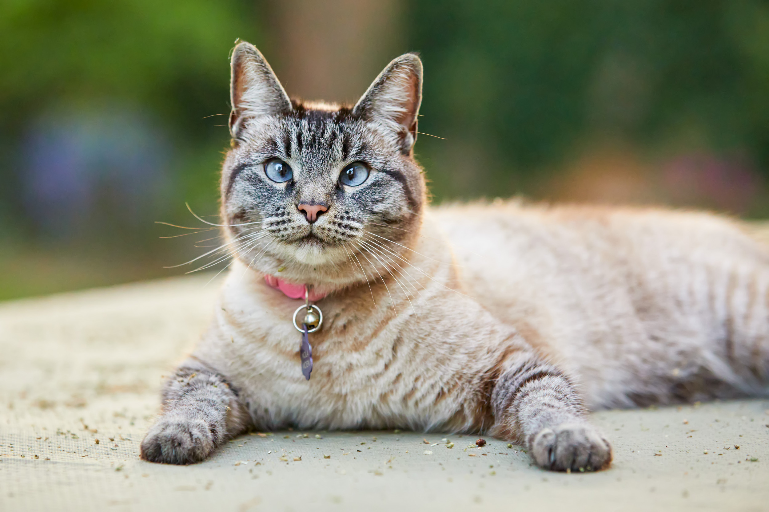Expert Explains The Reasoning Behind Different Angry Sounds That Cats  Make - The Animal Rescue Site News