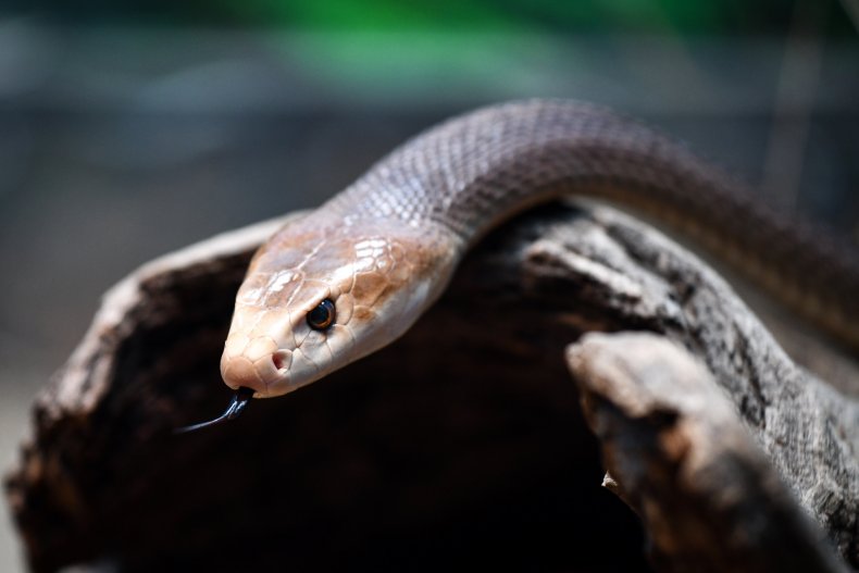 coastal taipan