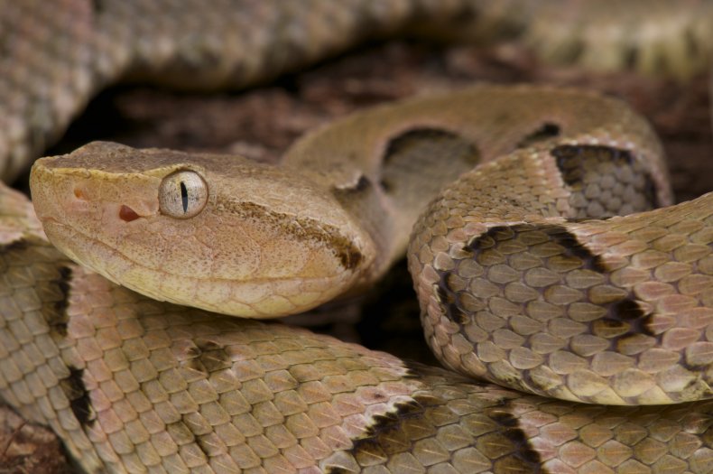 Brazilian lancehead pit viper