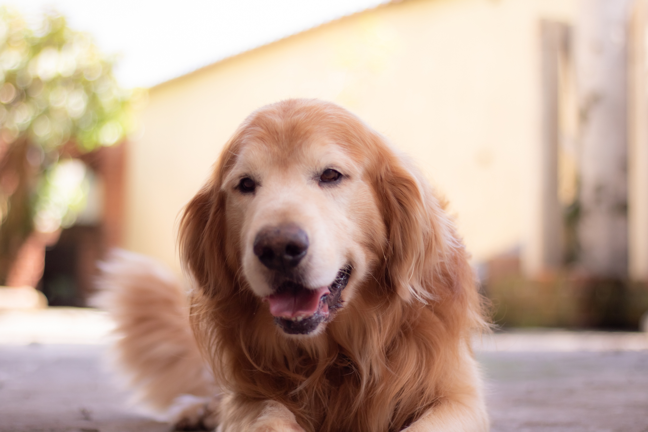 Dog Praised for Impeccable Manners in Viral Video