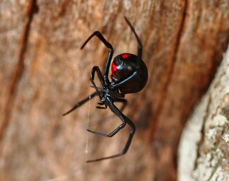 black widow spider